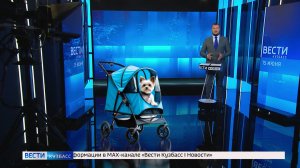 Чрезмерная опека: «Вести-Кузбасс» узнали, зачем владельцы пересаживают кошек и собак в коляски