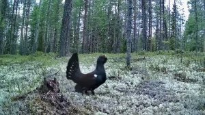 Глухариный ток/ Глухарь и кополуха на току/ Видео с фотоловушки.
