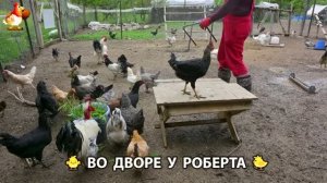 Содержание кур в домашних условиях и других птиц во дворе у Роберта 🐣🐤🦆🐔🪿🦃 (525)
