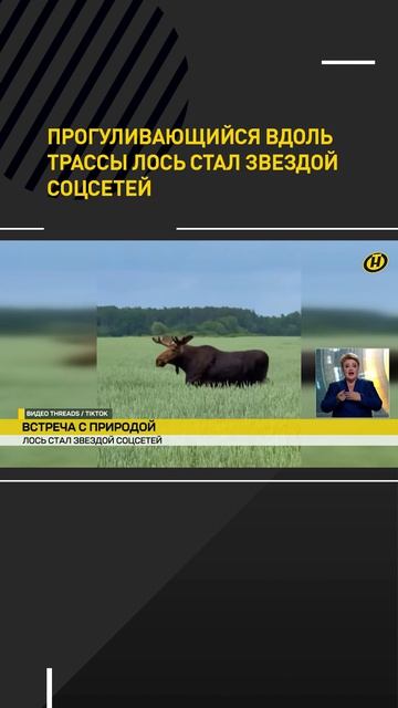 Лось, гуляющий вдоль трассы, стал звездой соцсетей