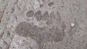 Медвежьи следы в Республике Алтай