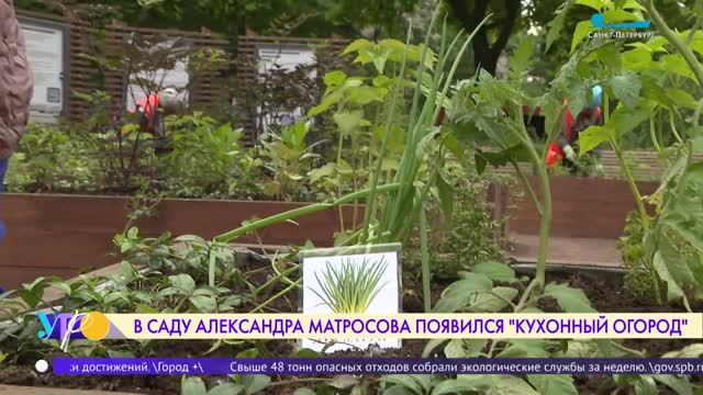 В саду Александра Матросова появился «Кухонный огород»