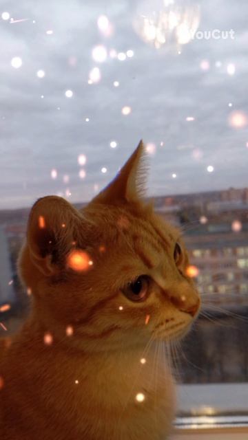 котаны смотреть онлайн