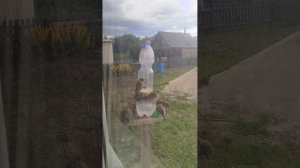 Воробьёв море на летней кормушке!!!!