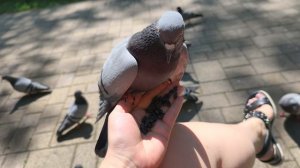 пернатая команда