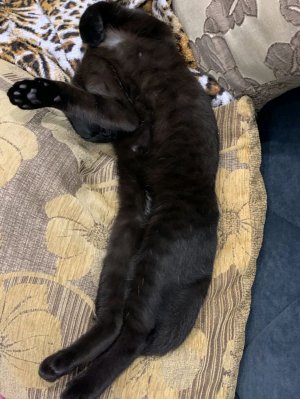 рассказ про котика.