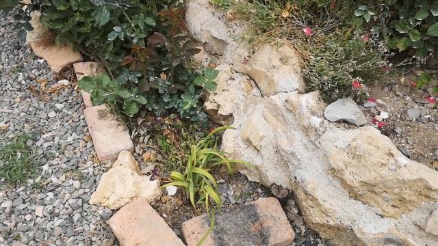 Почему нужно обрабатывать не только растения, а и траву вокруг. Показываю наглядно смотреть онлайн