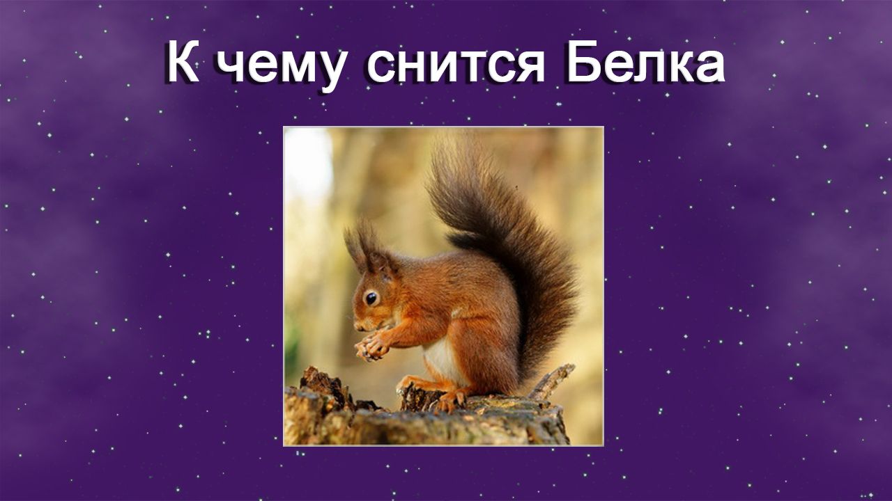 К чему снится Белка - толкование сна