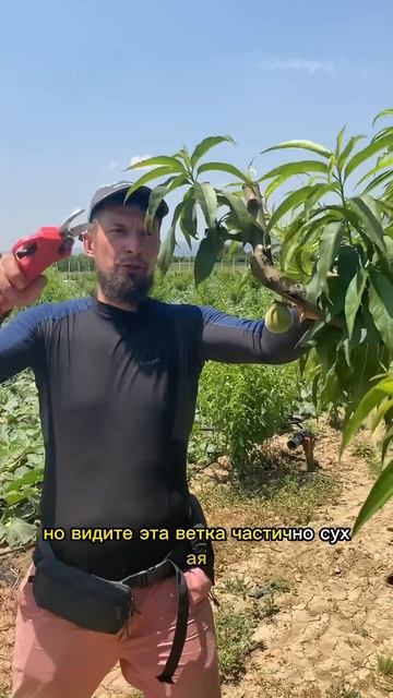 Летняя обрезка деревьев