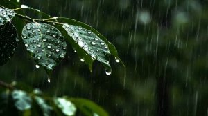 1 час видео дождя. Спокойный дождь по зелёным листьям для отдыха 🌿