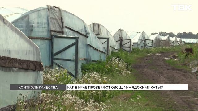 Начались проверки овощей на ядохимикаты в теплицах Красноярского края