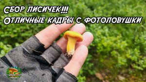 Сбор лисичек!!! Отличные кадры с фотоловушки. 16.06.26