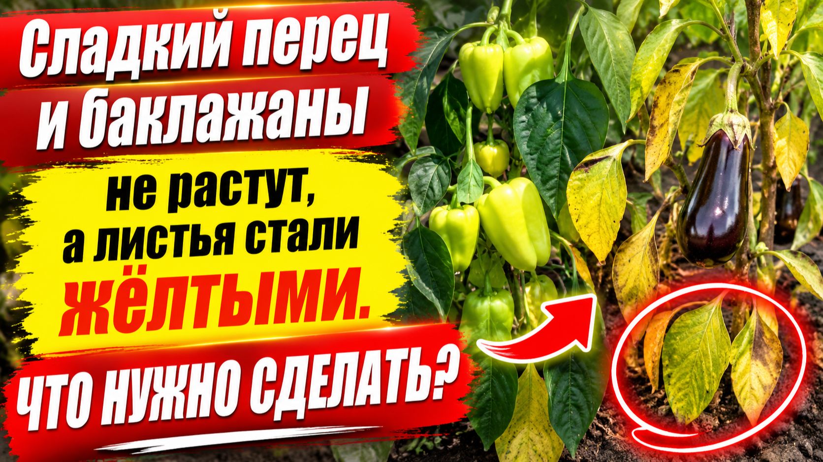 СЛАДКИЙ ПЕРЕЦ ПОЖЕЛТЕЛ И НЕ РАСТЁТ? ЧТО НУЖНО СДЕЛАТЬ. смотреть онлайн
