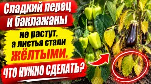 СЛАДКИЙ ПЕРЕЦ ПОЖЕЛТЕЛ И НЕ РАСТЁТ? ЧТО НУЖНО СДЕЛАТЬ.