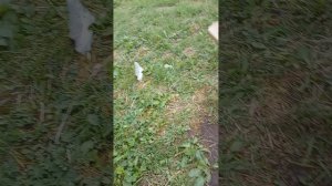 я гуляю и тучи меня приследуют