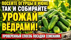 Посадка огурцов в июне семенами в открытый грунт: сроки, сорта, схема и уход для урожая вёдрами