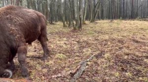 Спасайся кто может Мемувин играет
