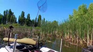 Ух и рыбалка! Карпы рвут удочки! Бегу за рыбой по камышам. Ловля карпа на поплавок!