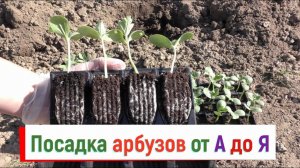 Что добавить в лунку при посадке арбузов: зола, перегной, суперфосфат, отруби секреты сладких плодов