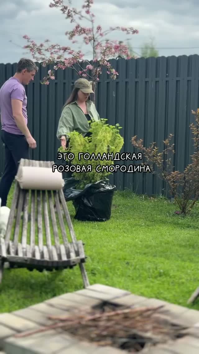 Урожай смородины ГАРАНТИРОВАН! смотреть онлайн