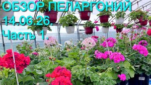 Обзор пеларгоний в середине июня 2026. Часть 1.