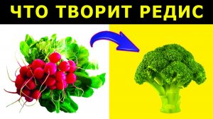 Редиска польза и вред