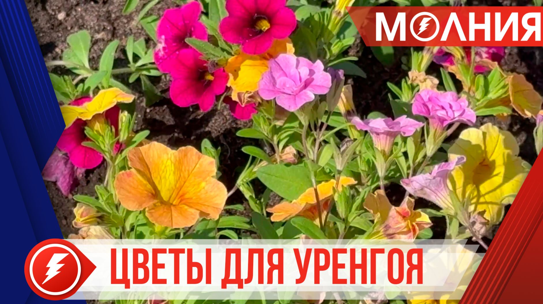В Уренгое высадили больше 26 тысяч цветов