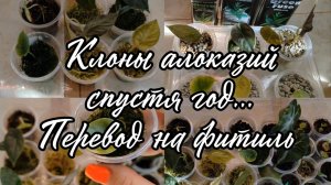 Клоны алоказий Инферналис  спустя год... Перевод в минеральный грунт на фитиль