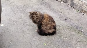 сегодня мы смотрим на алые паруса