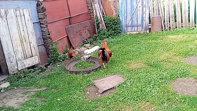 работа дома и в огороде смотреть онлайн