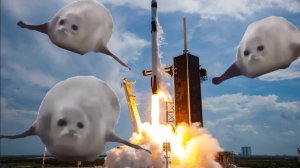ПРЫГАЮЩИЕ ТЮЛЕНИ: ЗАПУСК РАКЕТЫ