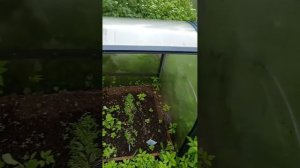 20260616 Дача, дождь... Ничего не растет, а вот трава растет как в джунглях