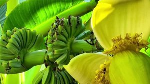 Отечественные субтропики🌴🌵🌞!