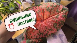 КАК РАЗБУДИТЬ КАЛАДИУМ? ЗИМНИЙ СОН ЕМУ НА ПОЛЬЗУ! 😉👌
