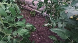 Ночью по своему огороду .