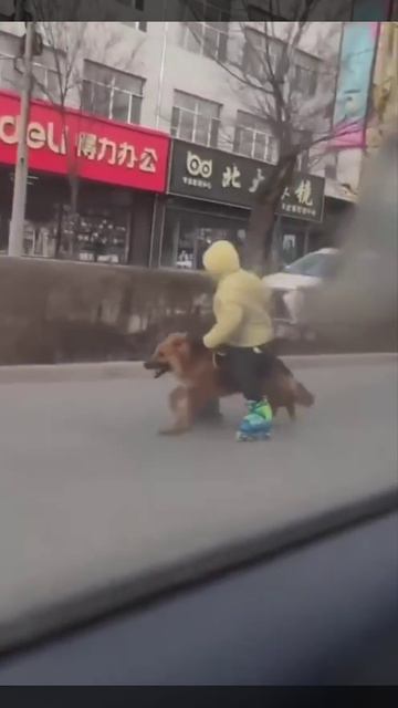 Мальчик из Китая нашёл идеальный способ прогулки с собакой