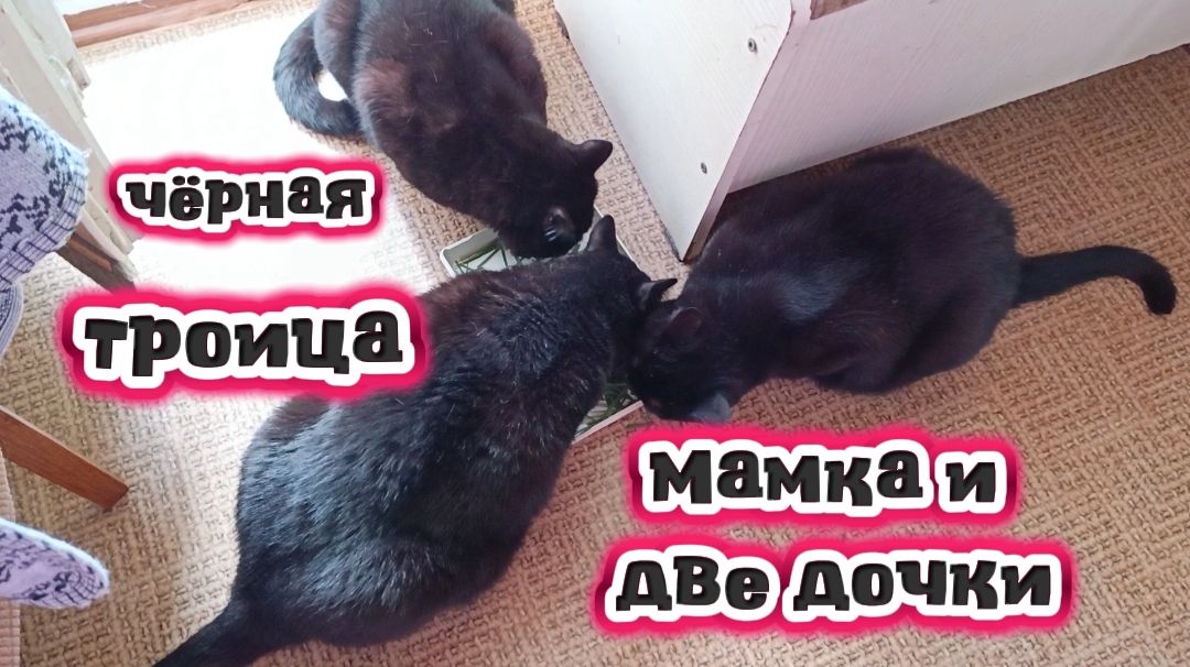 Чёрные кошки. Трава для кошек.