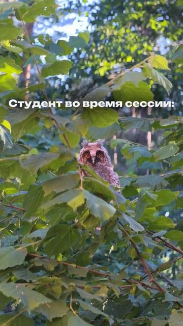 Подросшие совята, как студенты в период сессии — потерянные, но такие милые!