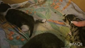 11 Июня .Спецально для Татьяны-Мои маленькие котята.