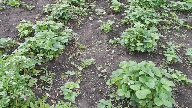 Инструменты для прополки сорняка своими руками