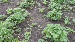 Инструменты для прополки сорняка своими руками