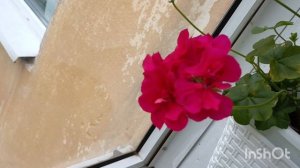 Зацветают мои Пеларгонии из черенков 💕🤗скоро будет море красоты ! обзорчик 🧚♀💗❤💕