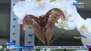 Ботанический сад КБГУ пополнился редкими видами чешуекрылых