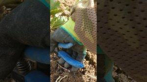 Сделайте Это обязательно! КАТАРОВКА на молодых кустах винограда