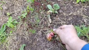 🍀🍀🍀Огородный репортаж 8.Экстренный выпуск 🍀
