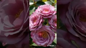 1000027467.mp4
