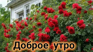 Доброе летнее утро! Красивая музыкальная открытка.