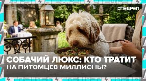 Тратят МИЛЛИОНЫ на собак | Люксовые места для собак | Спецреп