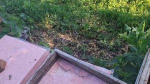 Выход пчеломаток, макро обзор маточки, заряжаем нуклеусы, немного обзор пасеки на базе... 16 июня 20