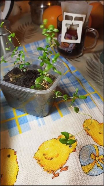Мирт из семян.